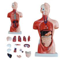 Kaufen Sie ein Set Nr. 12022 Kunststoff 26cm Mini Torso Modell, menschlichen Stamm